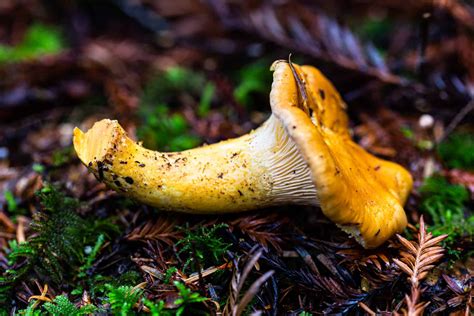 Chanterelle Mushrooms - Kingdom California