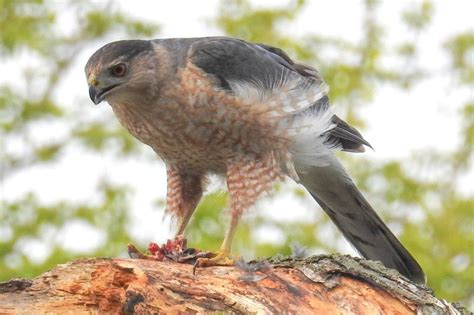 Cooper's Hawk Nesting Habits - Daily Birder
