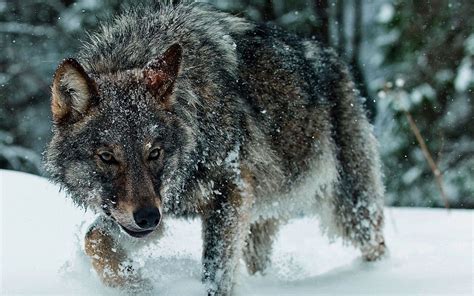 Download Animal Wolf HD Wallpaper