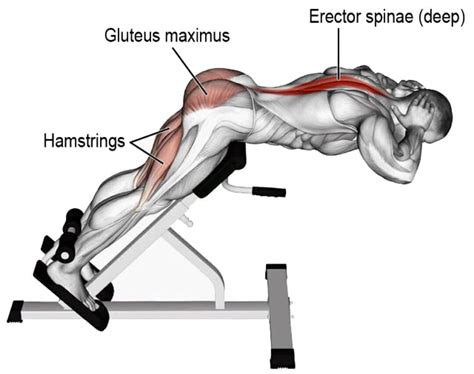 Hyperextension Alternatives for A Powerful Posterior Chain – Fitness Volt