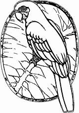 Coloring Parot Pages sketch template