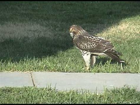 red tailed hawk gopher hunting - YouTube