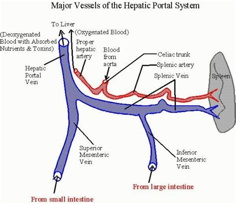 formation of portal vein - Google Search | Portal system, Diagnostic medical sonography ...