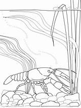 Crayfish Coloring Page sketch template