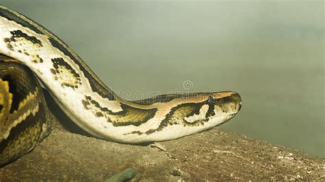 Python snake stock photo. Image of head, looking, pattern - 168731312