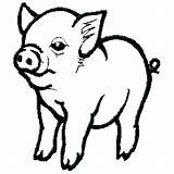 Cute Baby Pig Coloring Pages At GetColoringscom  Free Printable sketch template