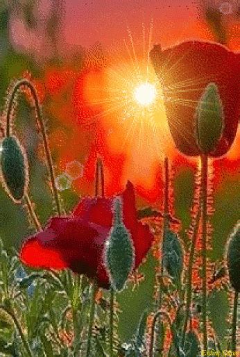 Poppies in the sun.... | Flowers, Poppies, Beautiful flowers