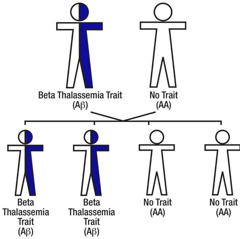 Pin On Sickle Cell Trait Alpha Thalassemia Trait And Beta Thalassemia | The Best Porn Website