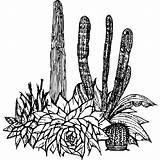 Cactus And Succulent Coloring Pages · Creative Fabrica sketch template