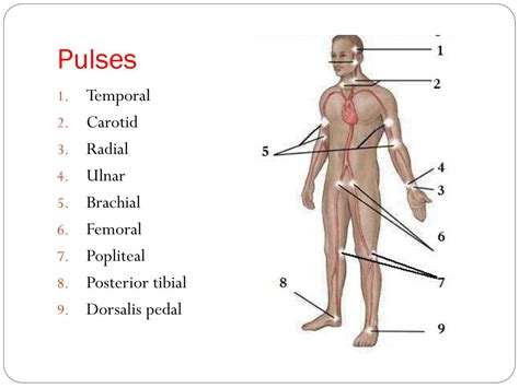 PPT - cardiovascular assessment PowerPoint Presentation, free download ...