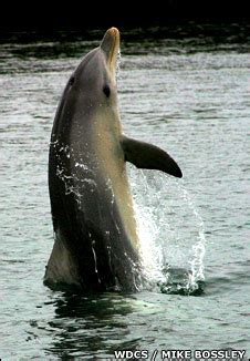 Bayou Renaissance Man: Dolphins and learned behavior