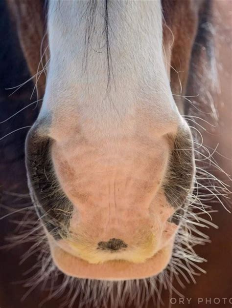 One of my favorite noses. Yep it is a Happy Horse nose! | Horses, Horses and dogs, Horse nose