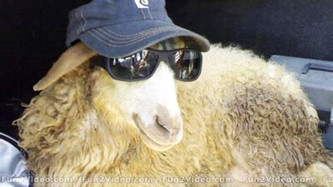 Gangsta sheep | Funny sheep, Funny animals, Cute sheep