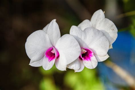 Free Images : blossom, flower, petal, botany, flora, thailand, wildflower, close up, macro ...