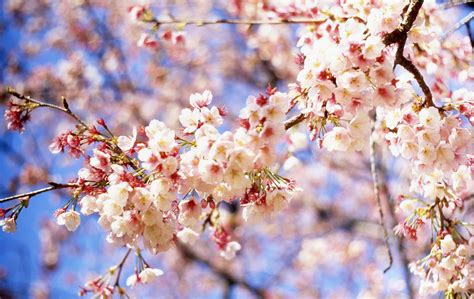 Cherry Blossom | mrhayata | Flickr