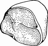 Free Ham Cliparts Download Png Images ClipArts  sketch template