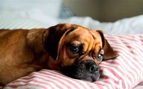 Should You Let Your Dog Sleep in Your Bed? | Reader's Digest