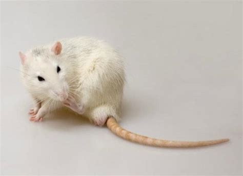 Mite infestation in Rats | PetMD