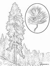 Pine Tree coloring pages For Kids Free Printable sketch template