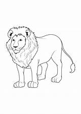 Realistic Lion coloring Page  Download Print Or Color Online For Free sketch template