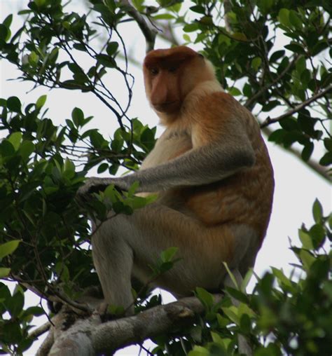 Proboscis Monkey | Dee Luxe Journeys