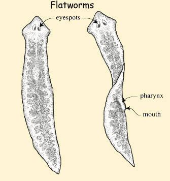 Flatworm Drawing Label