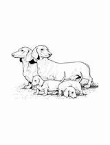 Dachshund coloring pages sketch template