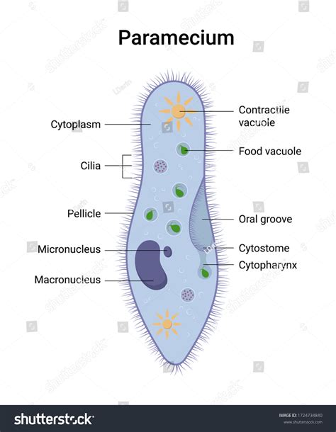 Vector Structure Paramecium Caudatum Educational Illustration Stock ...