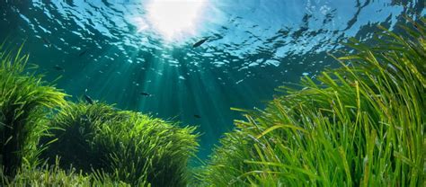 Posidonia oceanica, the lung and base of the Med-O-Med region - Med-O-Med