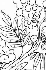 Coloriage Fleurie De Mimosa ♥ à Imprimer Gratuit sketch template