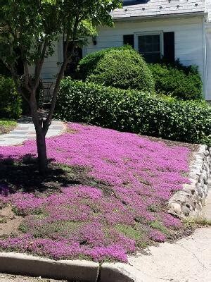 It's About Thyme: Get Rid of that Lawn! — ReWild Long Island