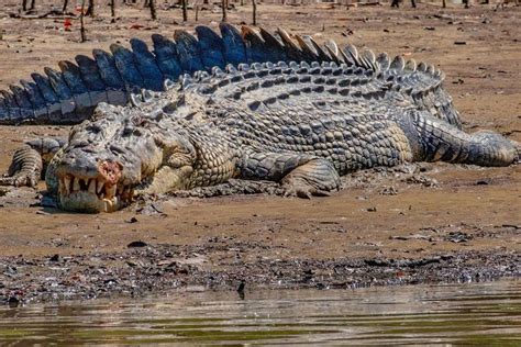 One-Hour Croc-Spotting Cruise in a Solar Boat, Daintree River 2024 - Port Douglas