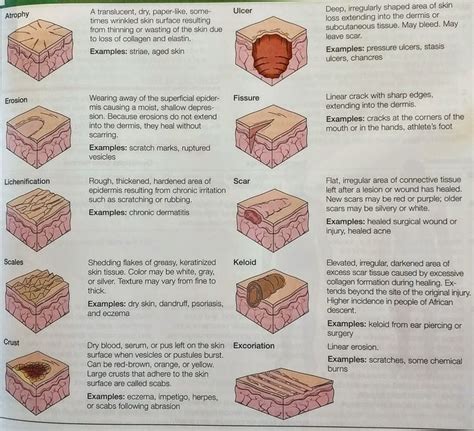 Secondary Skin Lesions - pelo | Emergency nursing, Wound care nursing, Subcutaneous tissue