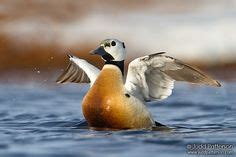 53 Eider duck, Eiders ideas | eider, duck, birds