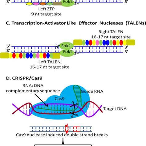 Comparison of Meganucleases, ZFNs, TALEN and CRISPR/Cas9. | Download ...