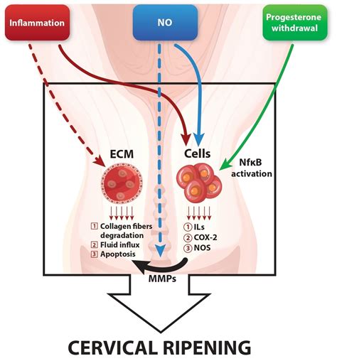 Cells | Free Full-Text | Signaling Pathways Regulating Human Cervical ...