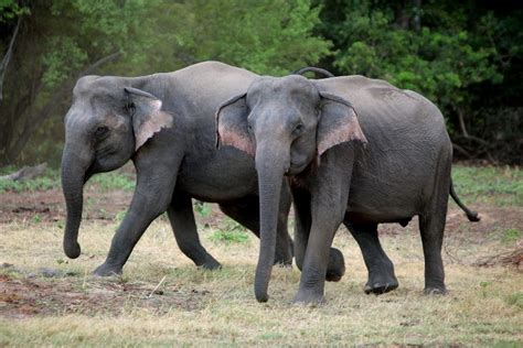 Wildlife in Sri Lanka | Well Known Places