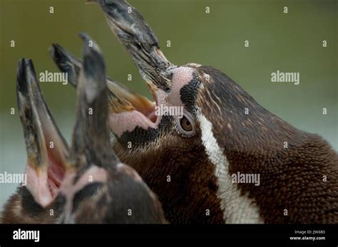 penguins at the beaks Stock Photo - Alamy