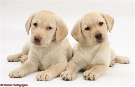 labrador retriever puppy - Wallpapers Free