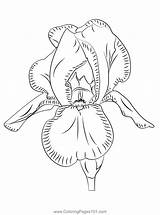 Iris Coloring Page For Kids  Free Irises Printable Pages sketch template