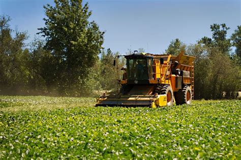 Green Bean Harvest | Green beans, Family farm, Sustainable farming