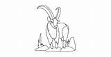 Desenho Cabra de Montanha Siberiana Para Colorir  Coloring For Kidscom sketch template