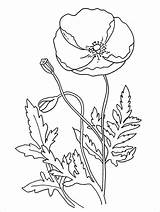 Poppy Colouring Pages sketch template