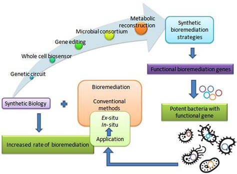 Pollution and Bioremediation – Microbiomes: Health and the Environment