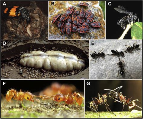 Ecology and Evolution of Communication in Social Insects: Cell