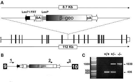 Figure 1 from An Ift80 mouse model of short rib polydactyly syndromes ...