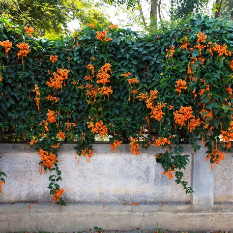 Beautiful Plants For Wall