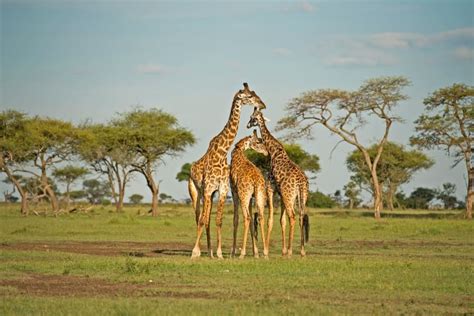 Luxury Serengeti Safari