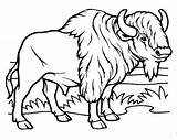 Buffalo Coloring Page » Turkau sketch template