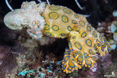 Blue-Ringed Octopus Facts and Photos | Brent Durand Underwater